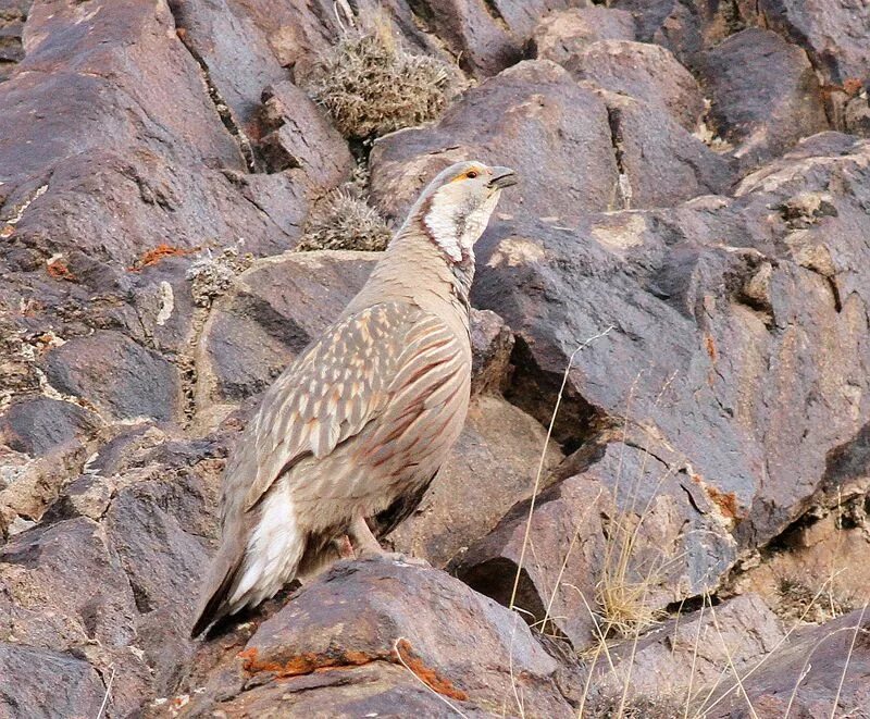 Песня улар. Песня улар. Улары в кавказском заповеднике. Песня улар. Алтайский улар птица.