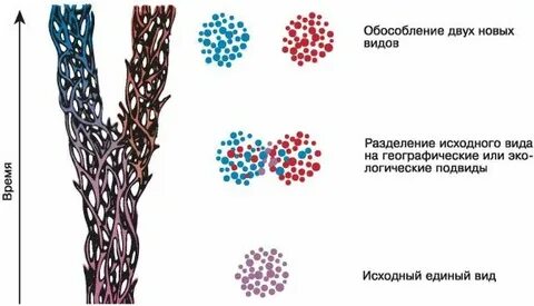 Приводит к возникновению новых популяций видов
