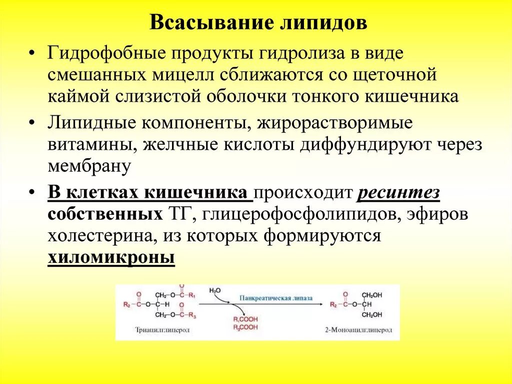 Расщепление липидов последовательность. Механизмы всасывания продуктов гидролиза. Переваривание и всасывание липидов схема. Механизм всасывания продуктов переваривания липидов. Механизм гидролиза фосфолипидов.