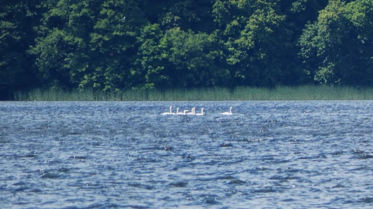 В воронеже замечен. Водохранилище Воронеж. Воронежское водохранилище пляжи. Воронежское водохранилище фото. Воронеж водохранилище фото.