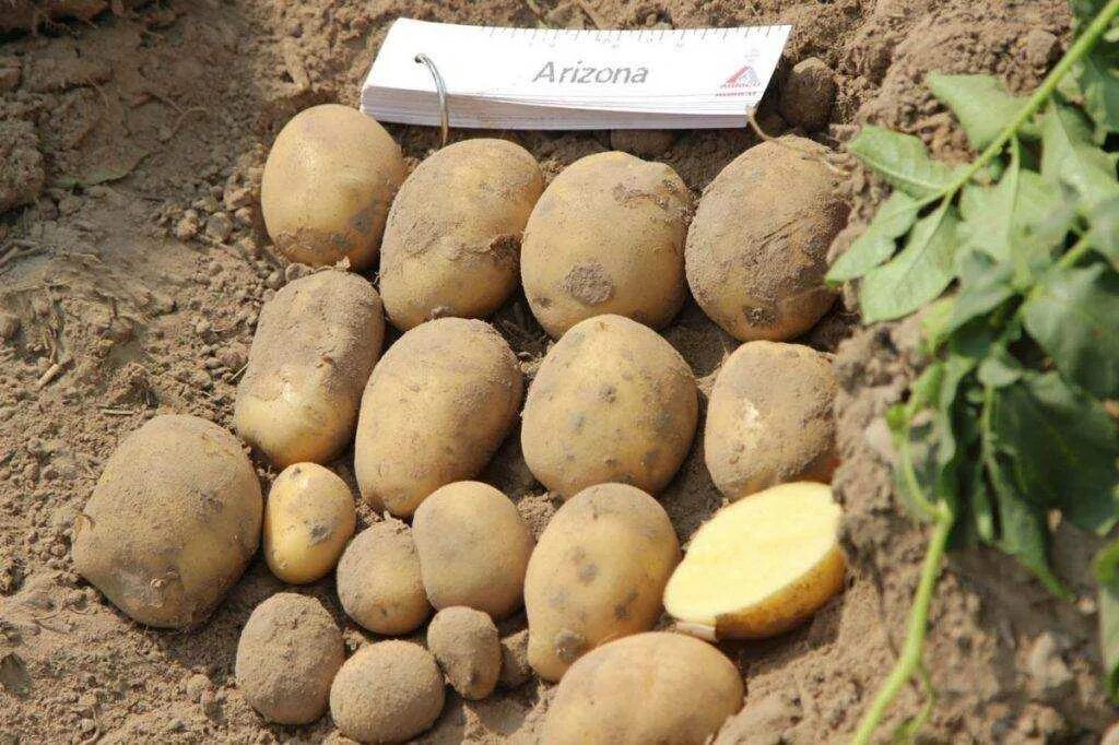 Описание картофеля аризона характеристика отзывы. Сорт картофеля аризона. Картофель аризона характеристика сорта отзывы вкусовые качества. Описание картофеля аризона характеристика отзывы. Картошка сорт аризона.