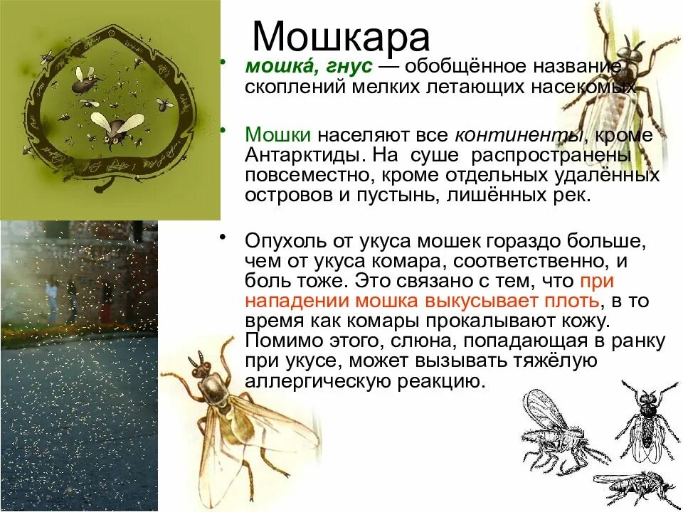 Будут ли люди есть насекомых
