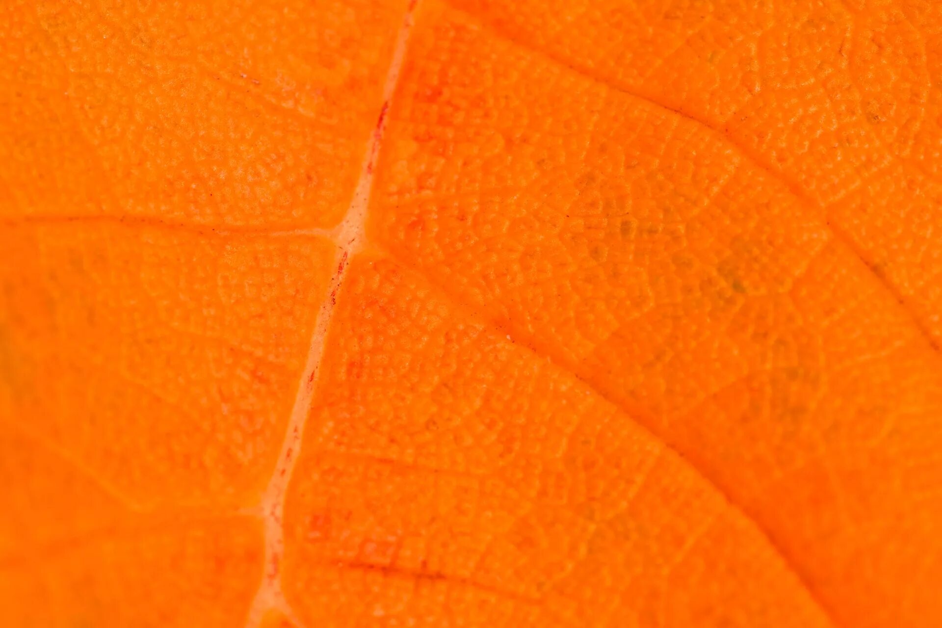 Vibrant and Fun Orange Color Ideas for Your Home