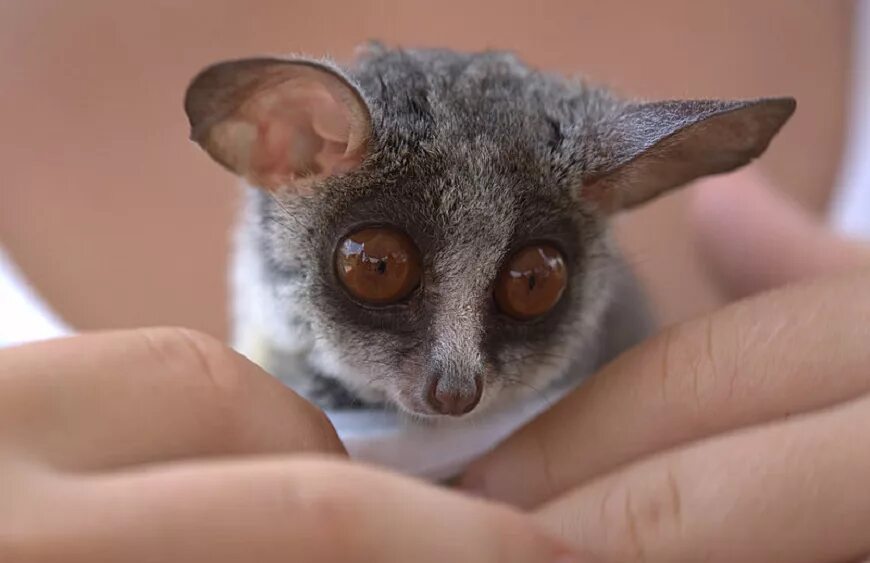 мраморная шиншилла. лесной лемминг (myopus schisticolor). лори, долгопят, галаго. маленькое серое животное. гуаякильская белка.