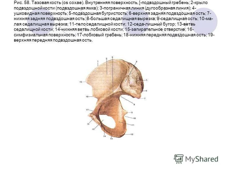 Тазовая кость Пограничная линия. Тазовая кость внутренняя поверхность. Строение тазовой кости внутренняя поверхность. Строение таза подвздошная кость.