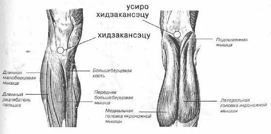 Сумка медиальной головки икроножной мышцы. Портрет чуть выше колен название.