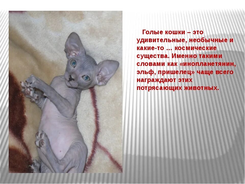 История сфинкса кошки