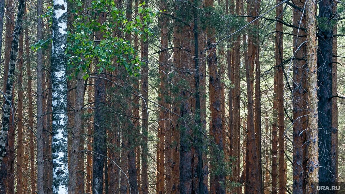 Лес тайга тюмень. Тюменский лес. Тюменский лес. Тюменский лес. Леса тюмени.