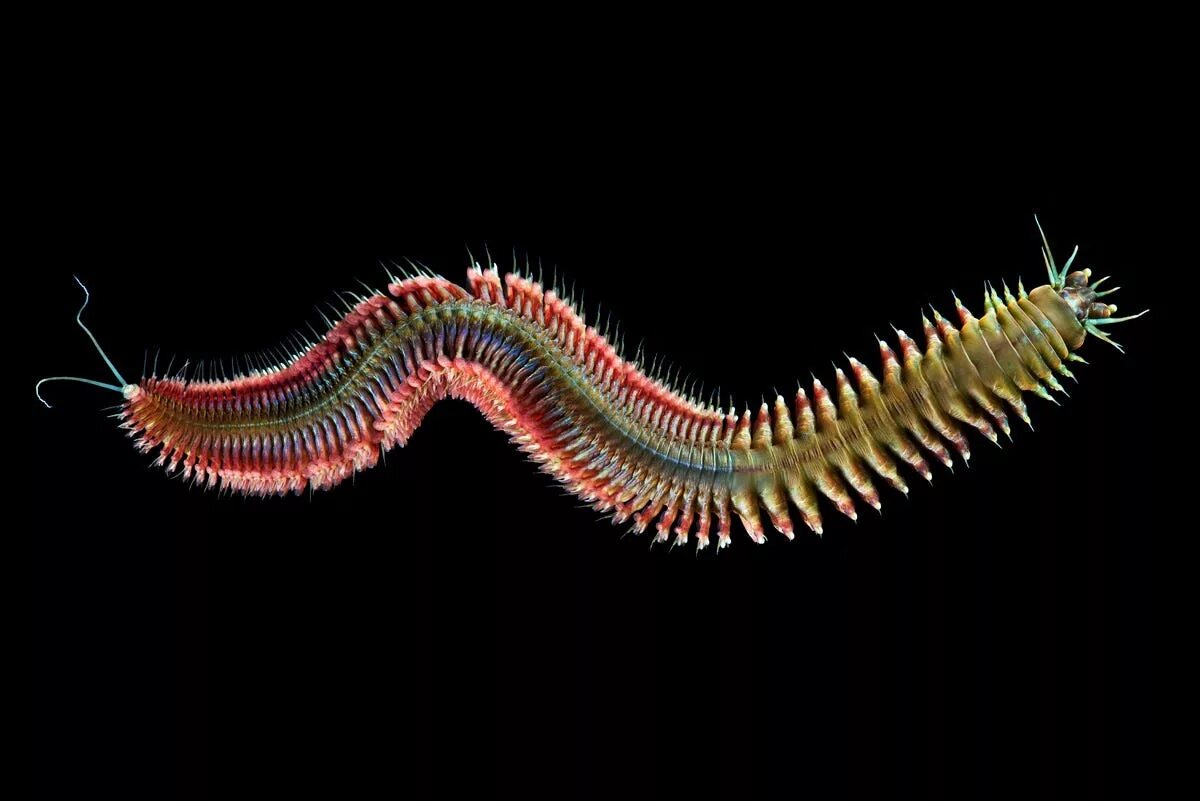 Древний кольчатый червь. Нереис кольчатый червь. Многощетинковые морские черви полихеты. Многощетинковые черви нереис.