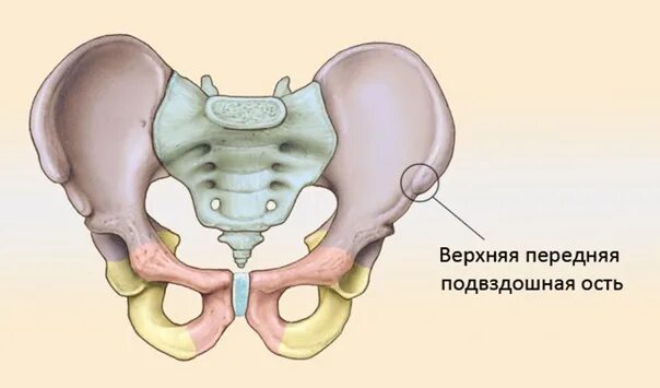 Кости таза анатомия подвздошная кость. Тазовая кость гребень подвздошной кости. Подвздошная кость верхняя ость. Таз анатомия подвздошная. Где находится гребень