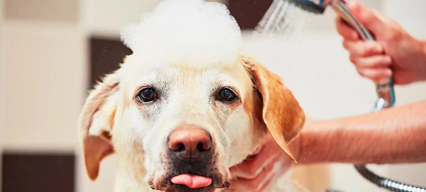 Купание собаки. Для мытья собак в ванной. Мытье собаки. Собаку моют. Можно ли мыть собаку зимой.