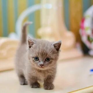 Почему приходят котята