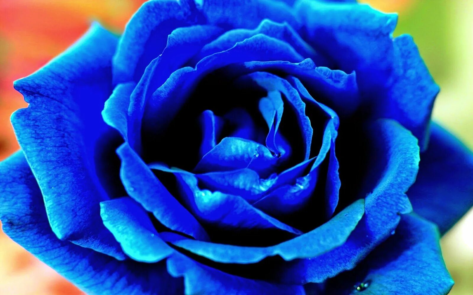 Фотография синего цвета. Тёмно синие розы. Красно синие розы. Розы голубые и красные. Красная роза на синем фоне.
