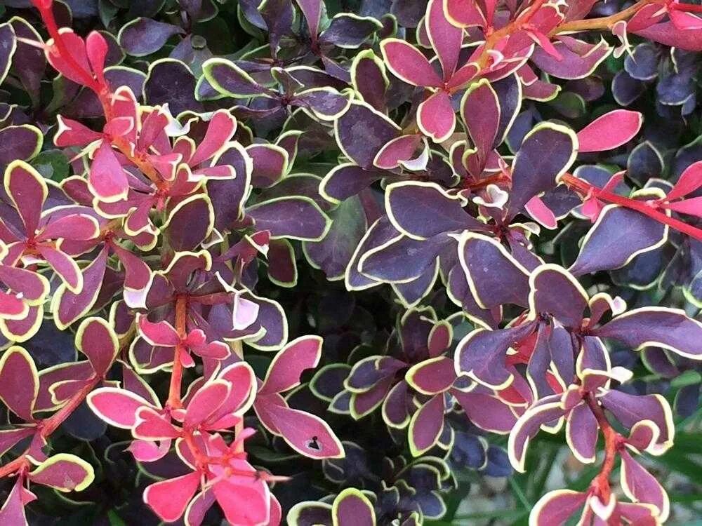 Старый барбарис. Барбарис тунберга ruby star. барбарис тунберга (berberis thunbergii golden ruby. барбарис голден руби. барбарис тунберга golden ruby.