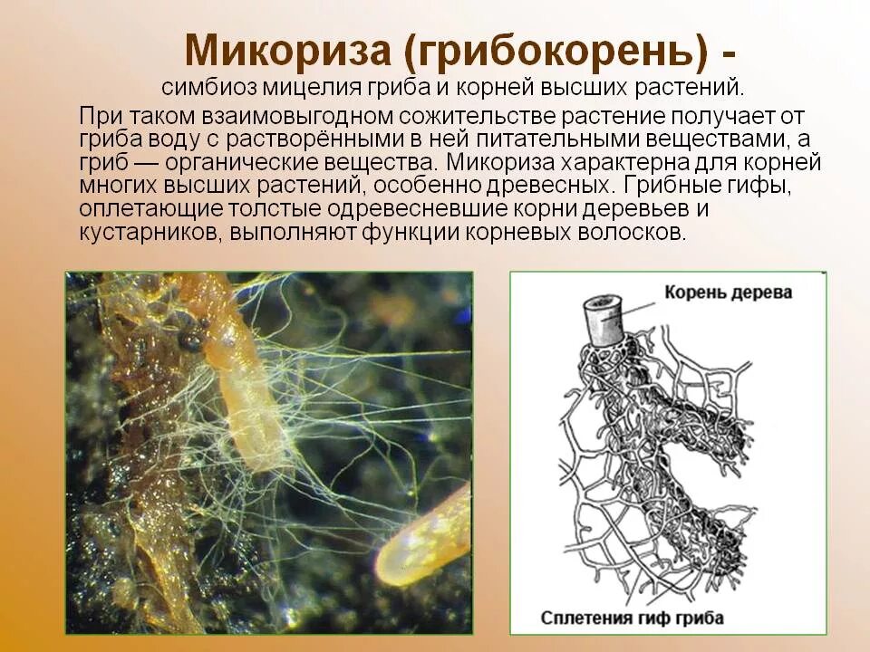 Образуют микоризу с корнями растений. Микориза грибокорень. Микориза с грибами-симбионтами. Строение гриба микориза. Шляпочные грибы микориза.