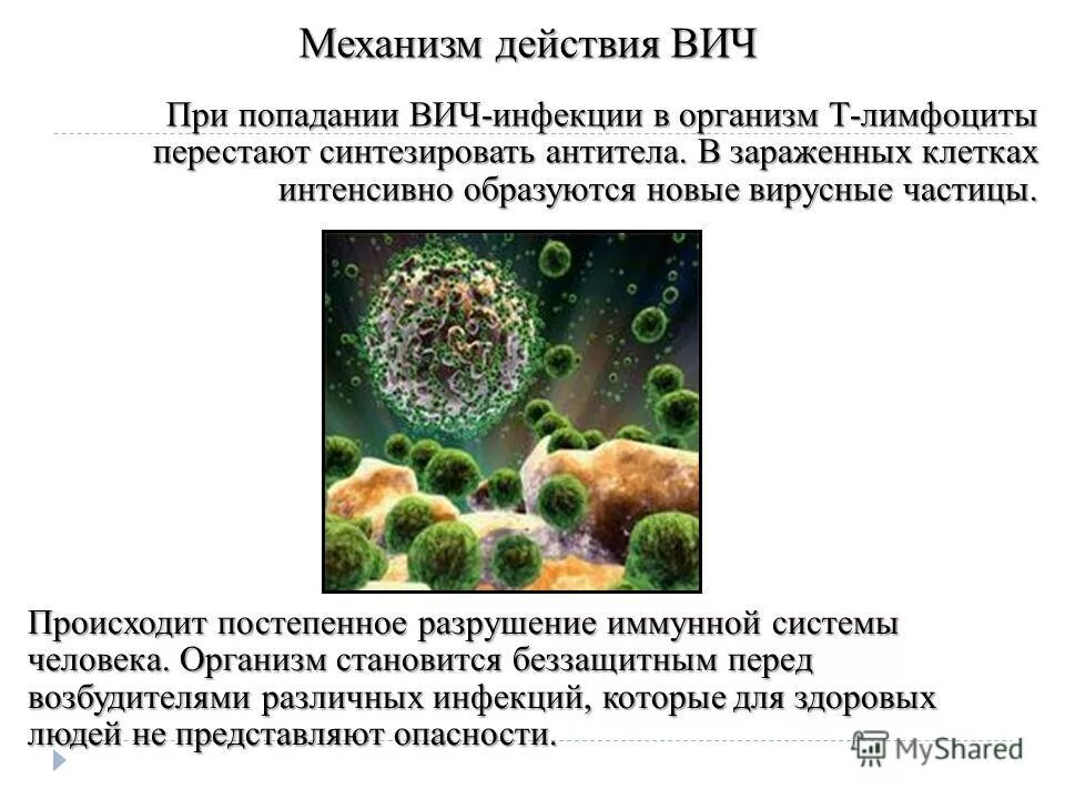 При проникновении в организм человека вич поражает. Вич и т лимфоциты. При проникновении в организм человека вич поражает. При проникновении в организм человека вич поражает. Клетки иммунной системы которые поражает вич.
