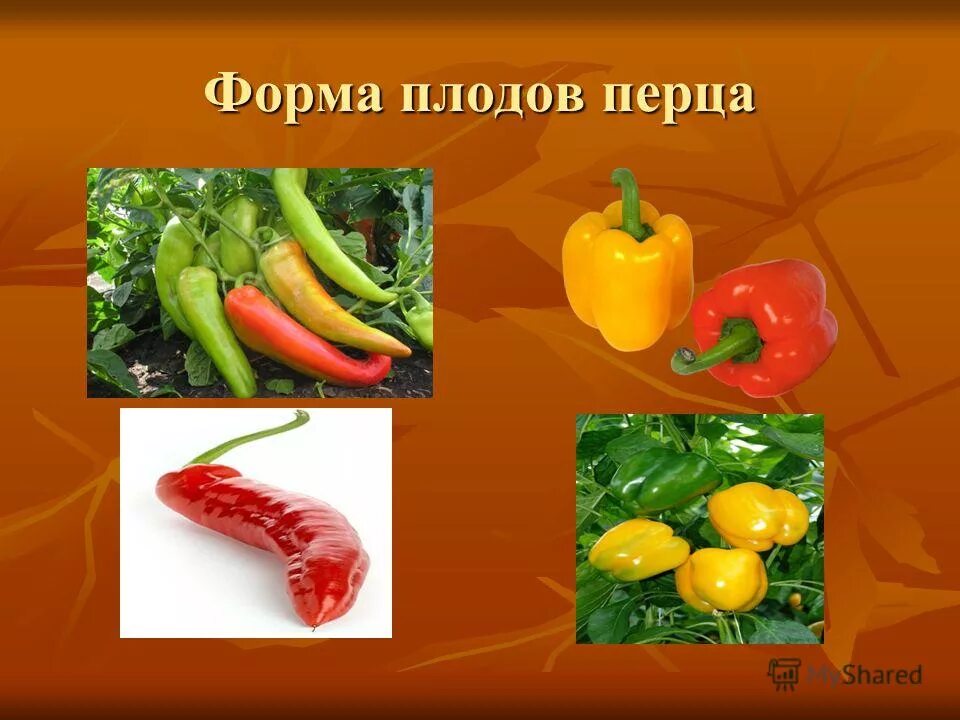 Семена перец сладкий "кузя". Перец тема балконный. Перец сладкий тёма. Перец сладкий бэйби йеллоу f1. Перец балконный сладкий тема.