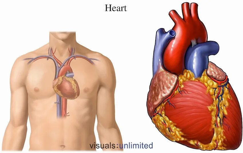 Сердце приведет часть 1. Расположение сердца у человека. Анатомическое расположение сердца.