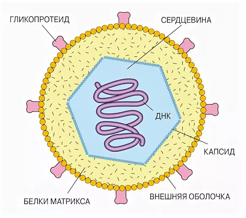 Белковый капсид