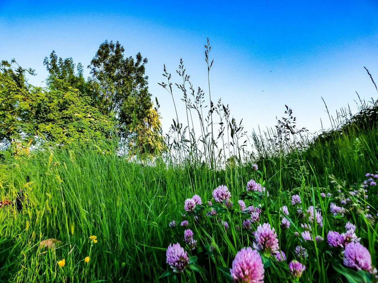 Картинки трав цветов. Желтоголовник Луговой. Спринг Флауэр grass. Разнотравье Забайкалья. Луг весной.