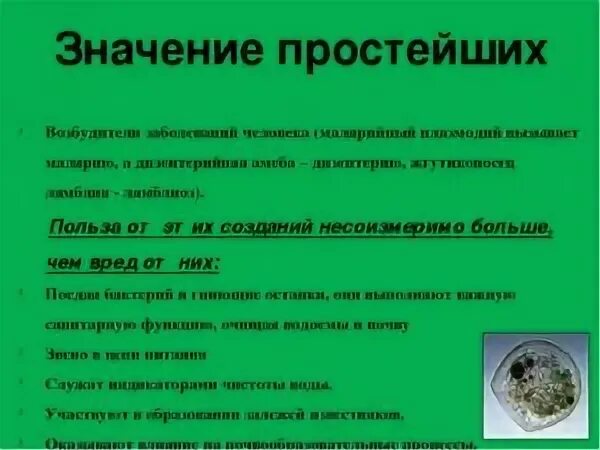 Экология простейших