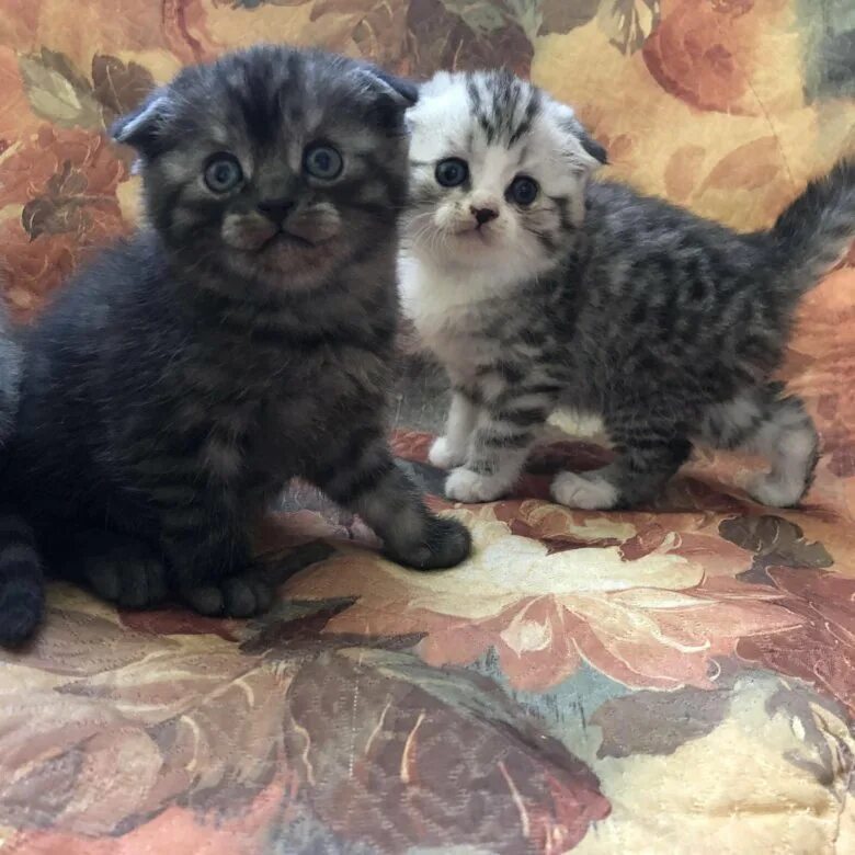 шотландские котята в орле. котики которые продаются. котята пермь. котята белые сибирские в добрые руки. котенок в дар в добрые руки.