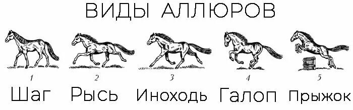 Галоп Аллюр лошади схема. Скорость аллюров лошади. Иноходь лошади схема. Рысь Аллюр лошади схема.