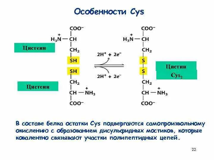 Образование дисульфидной связи. Дисульфидные связи между остатками цистеина. Реакция образования дисульфидной связи в белке. Образование дисульфидной связи между остатками цистеина. Дисульфидные мостики схема образования.