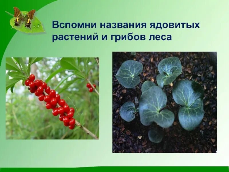 Несъедобные растения. Ядовитые растения названия. Волчье лыко, болиголов пятнистый, белена. Ядовитые растения названия. Ядовитые растения россии.