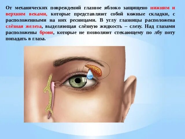 Какую функцию выполняют брови