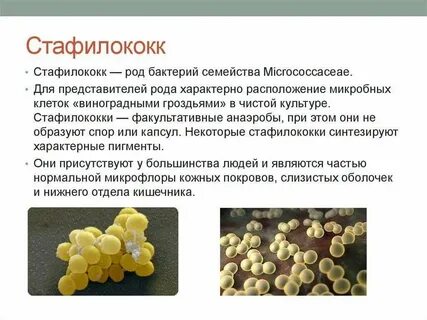 Стафилококк в кишечнике у взрослого симптомы
