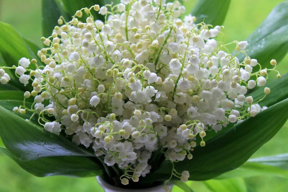 гигантский ландыш. цветы ландыши. букет ландышей. букет цветов ландышей. цветы ландыши букет.