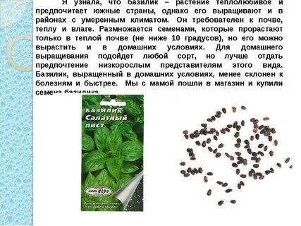 Базилик что с ним делать