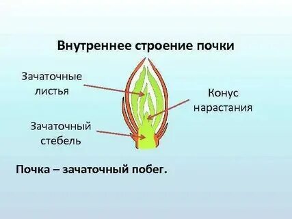 Что является зачатком будущего растения