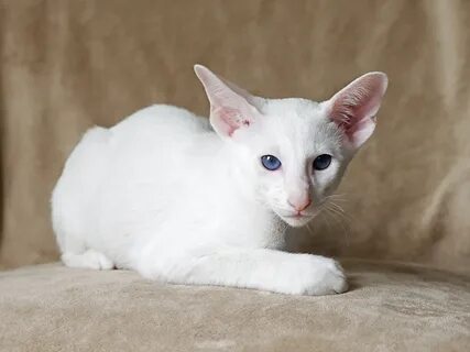 Почему кот белый