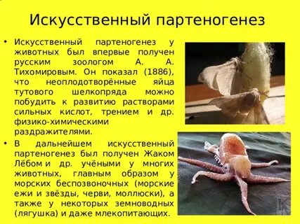 Видами партеногенеза являются