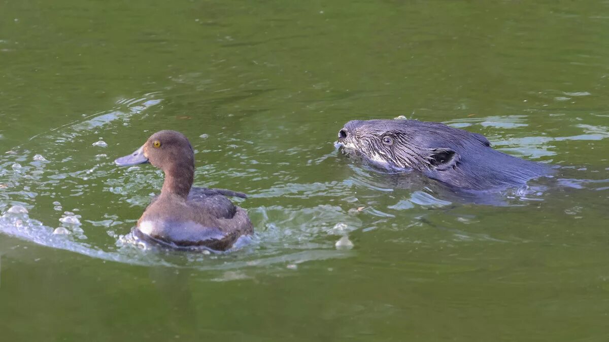 Бобр утка. Утка с бобром. Выдра ондатра нутрия. Нутрия ондатра бобр. Бобр утка.