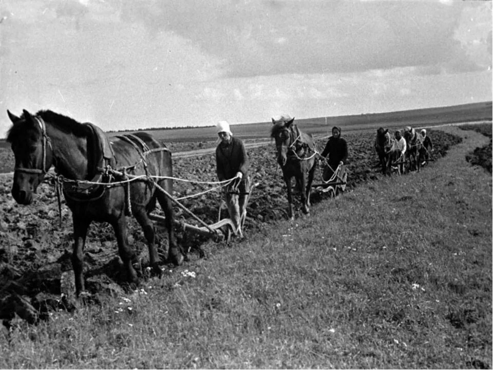 Сельское хозяйство после войны 1945. Крестьяне пашут 19 век Пензенской губернии. Сельское хозяйство в годы войны 1941-1945. Сельское хозяйство после войны 1946-1948. Сельское хозяйство в послевоенное время