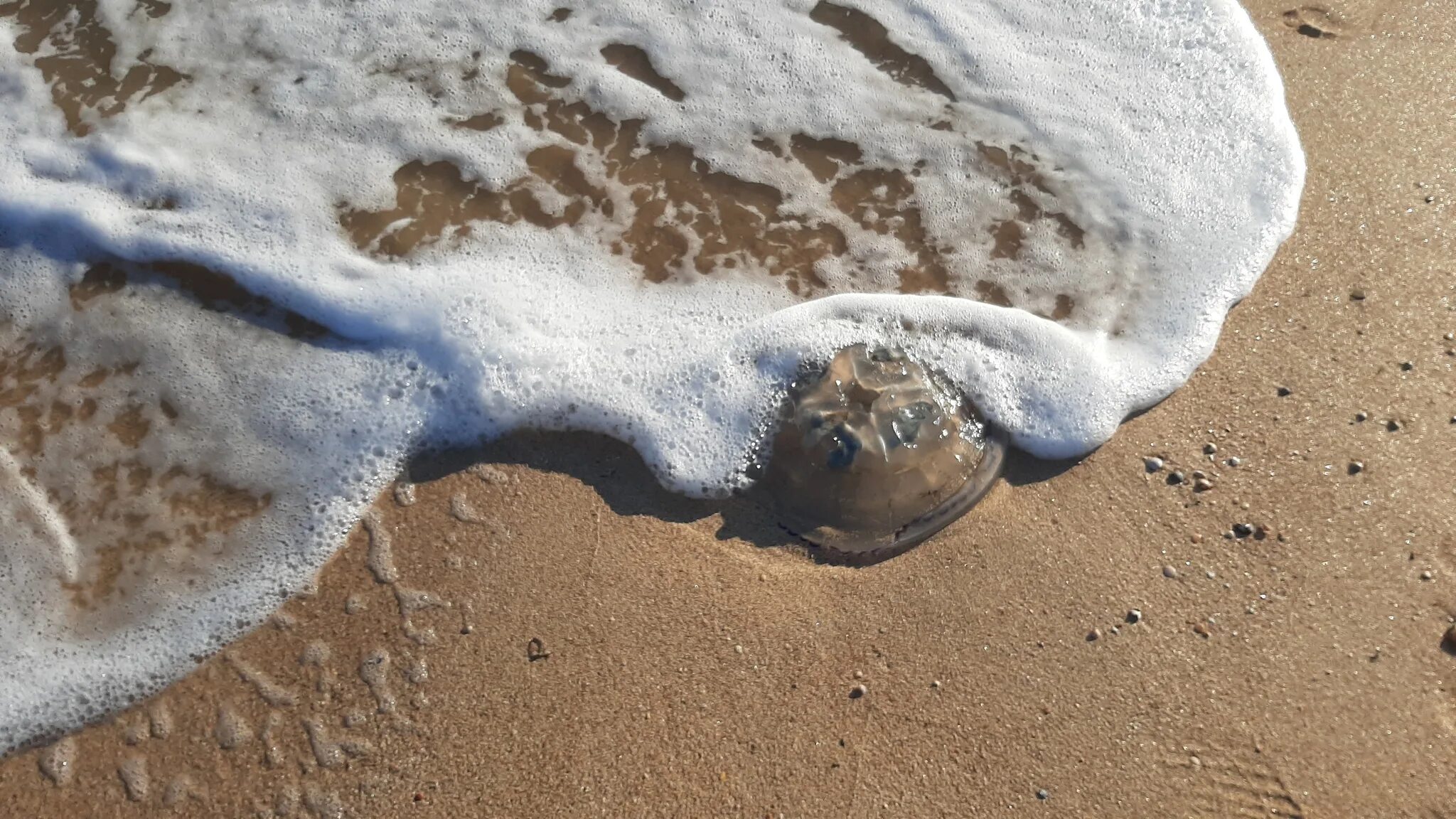 Сибирячка в витязево. Побег из сибири в витязево дзен. Кроссфит анапа. Побег из сибири в витязево дзен. Витязево (посёлок).