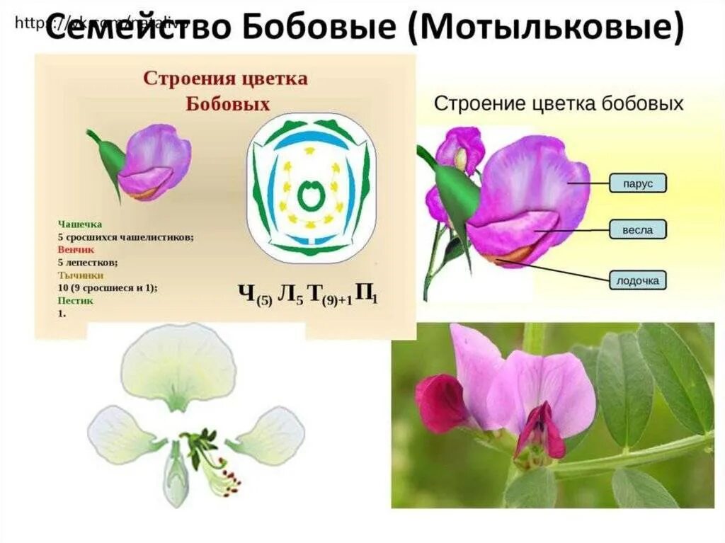 Формула бобовых растений 7 класс. Строение цветка бобовые мотыльковые. семейство мотыльковые строение цветка формула. гинецей мотыльковых. сем бобовые мотыльковые.