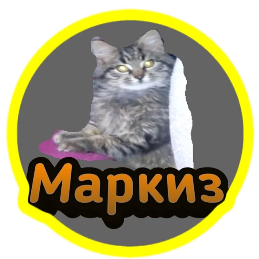 Кот Маркиз. Маркиз ютьюб. Котиков маркиза нам покажи. Маркиз ютуб