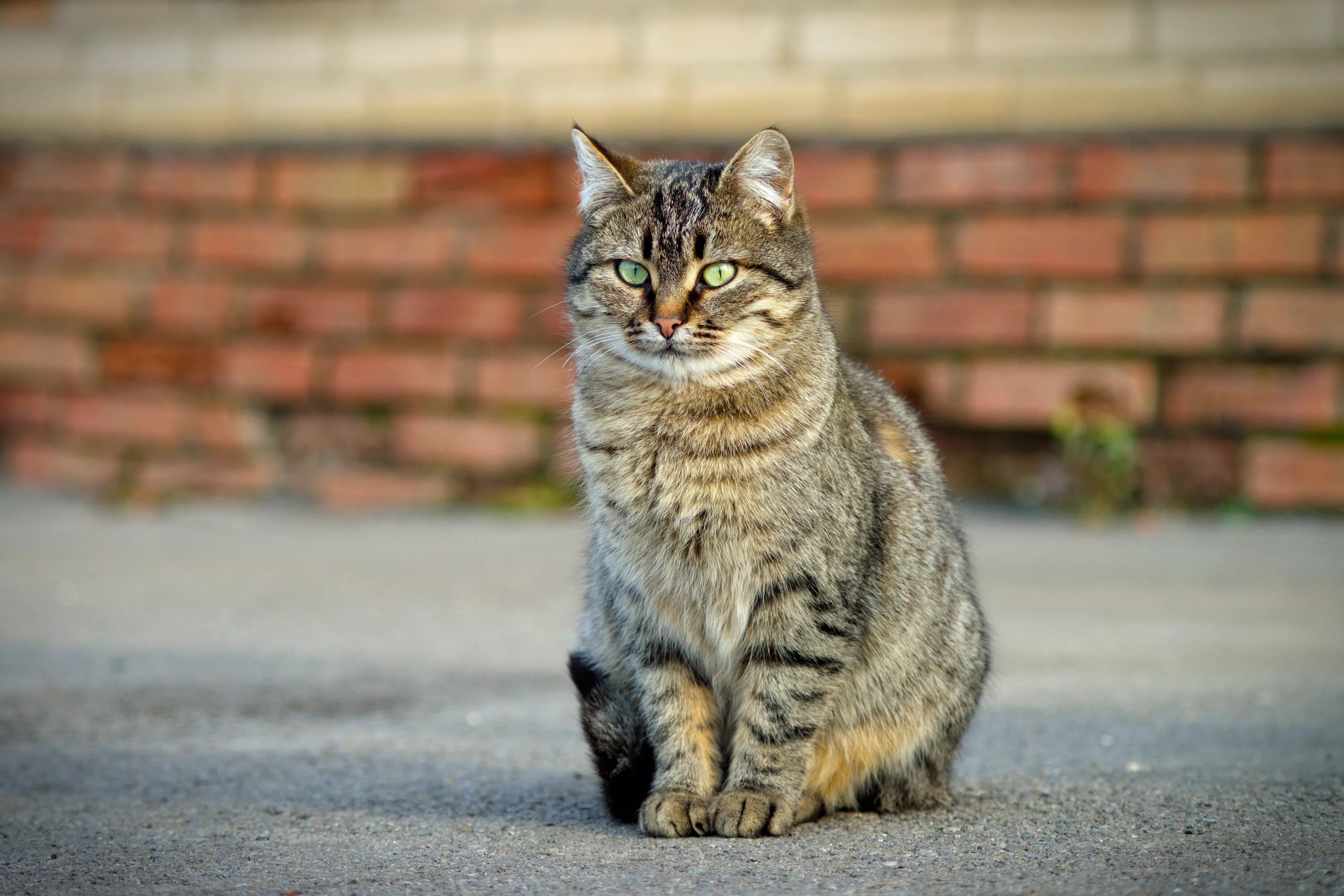 Фото сидящей кошки. Кошка сидит. Сидячая кошка. Сидячий кот. Кот серый.