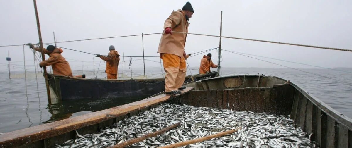 Добыча водных биоресурсов. Рыбный промысел в Каспийском море. Биоресурсы Азовского моря. Азовское море рыболовство. Рыбный промысел в Белозерске.