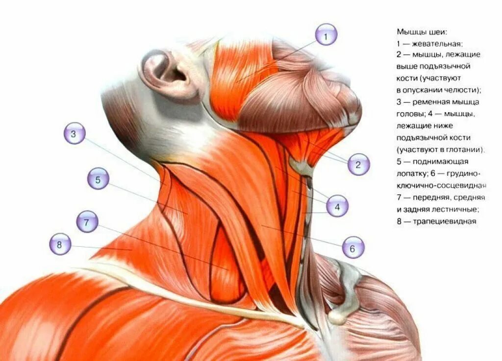 Анатомия человека шейный отдел мышцы. Мышцы шейно-воротниковой зоны анатомия. Мышцы шеи анатомия человека. Мышцы шеи и воротниковой зоны анатомия.