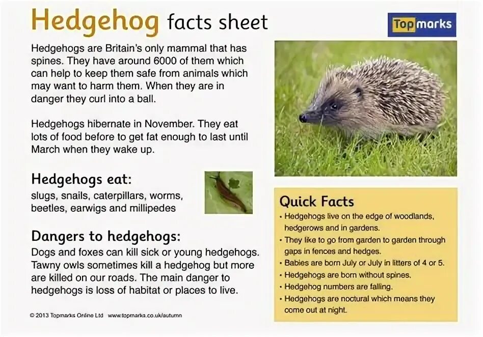 Portfolio make a fact file