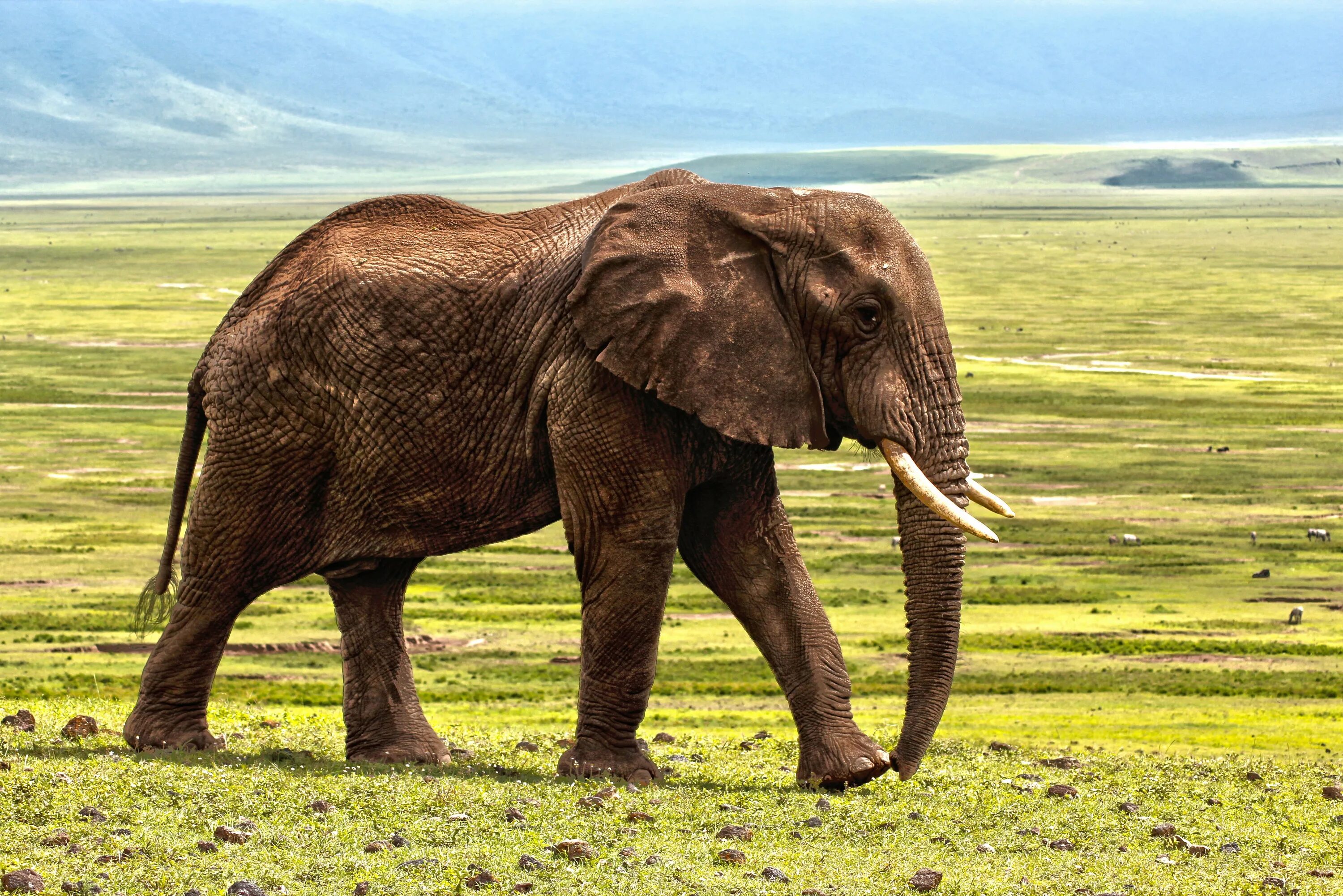 Африканские животные. Слон животное. Слон в Африке. Животные Африки слоны.