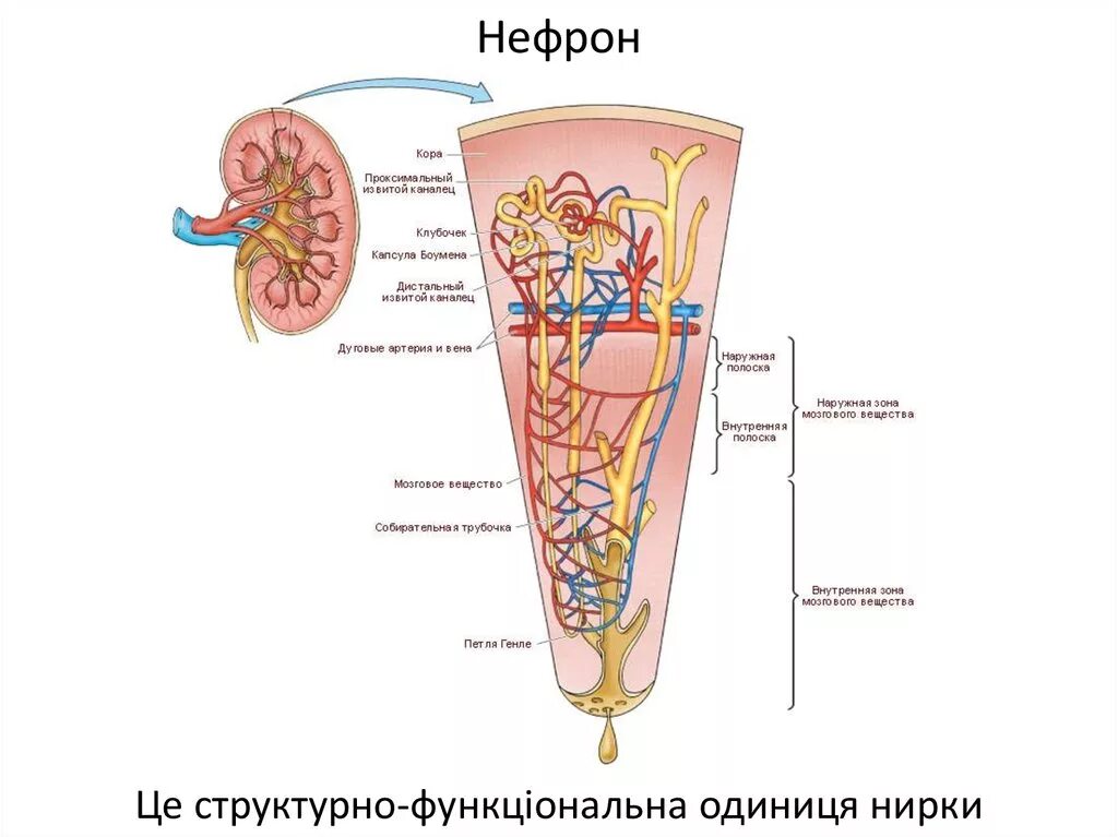 Строение нефрона почки. Расположение нефрона в почке. Строение нефрона анатомия. Капсула нефрона расположение. Капсулы нефронов находятся в мозговом