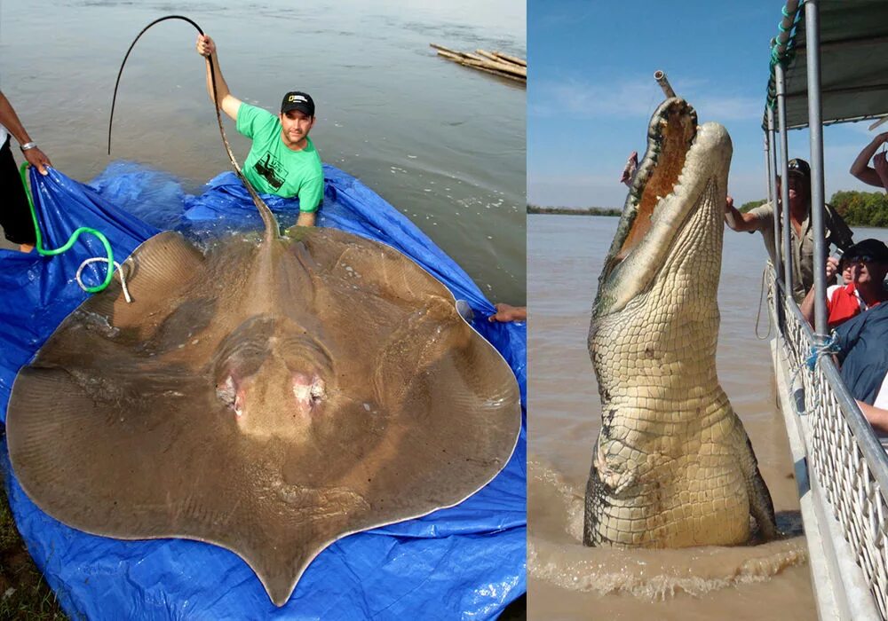 Гигантский скат манта. Гигантский морской дьявол manta birostris. Birostris манта. Манта гигантский морской дьявол. Самы большой скат в мир.