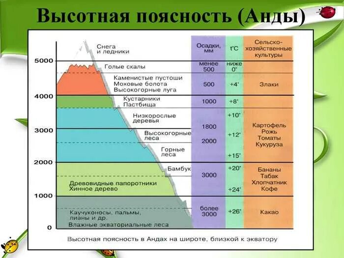 Средняя абсолютная высота гор анды. Высотная поясность гор Анды. Высотная поясность в Андах 7 класс. Климат ВЫСОТНОЙ поясности в Андах. Высотная поясность в Андах Южной Америки 7 класс.