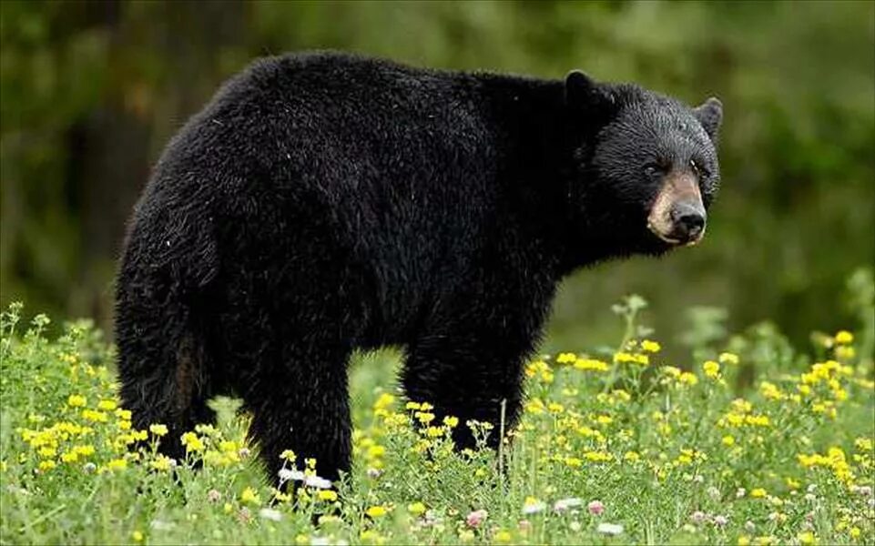 Царство животных медведь. Американский черный медведь (ursus americanus). чёрный медведь (барибал) канады. медведь барибал окрасы. барибал тотем.